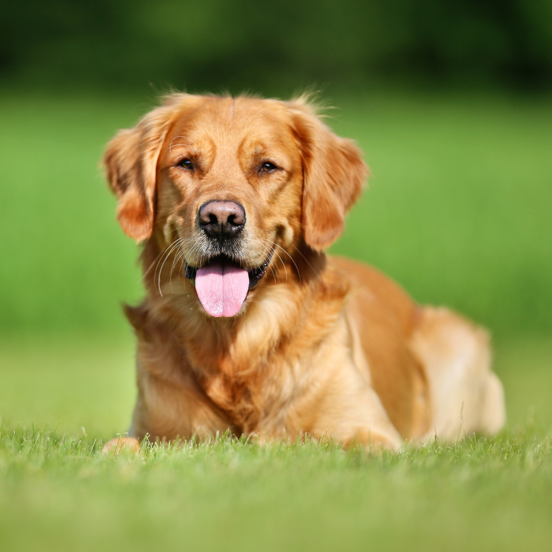 Blonde Golden Colorado Edition
